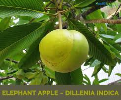 Nepalese Elephant Apple(Dillenia pentagyna Roxb.)